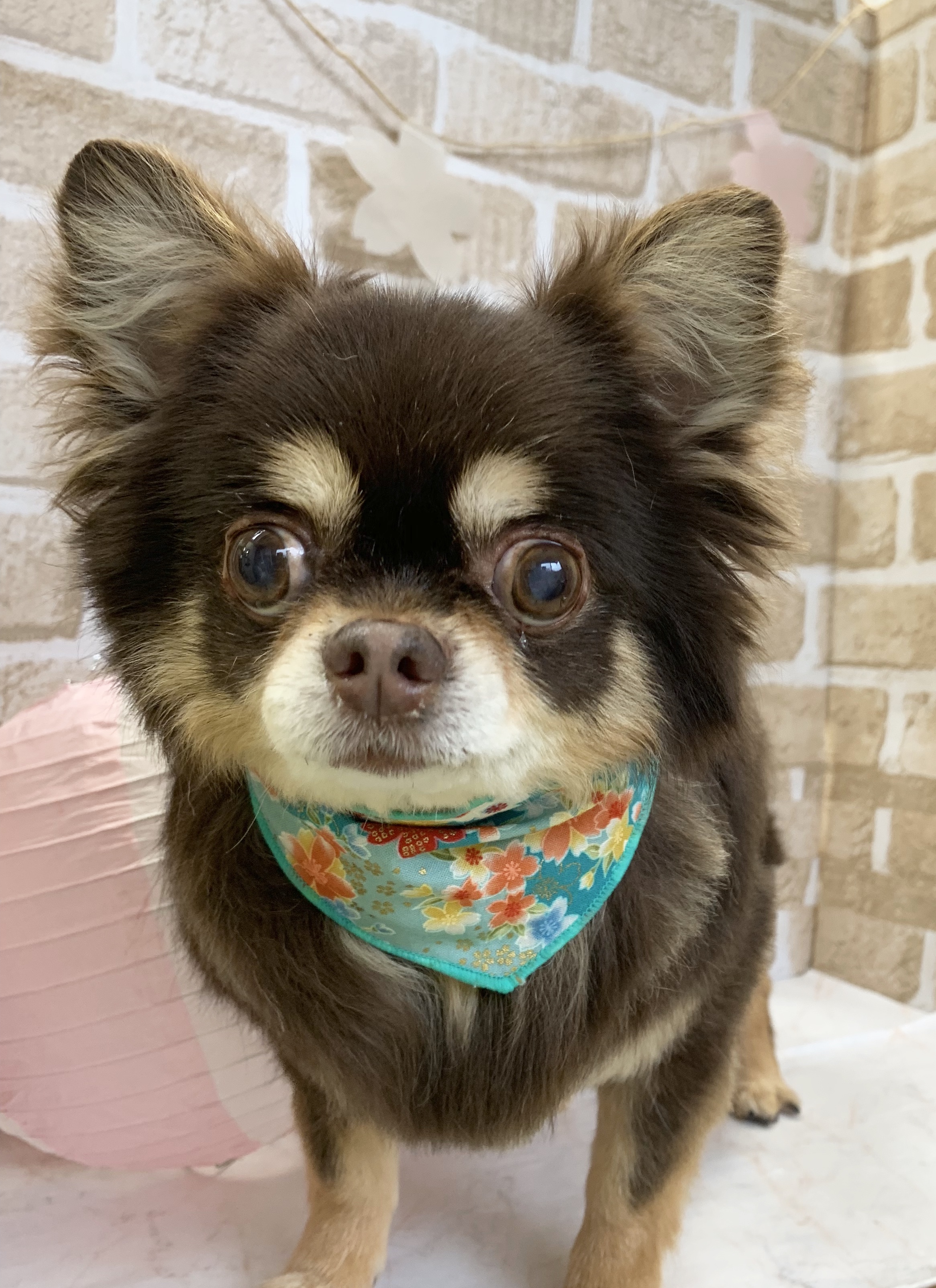 チョコタンちゃん 札幌市南区の動物病院なら 札幌緑が丘動物病院 チョコタンちゃん 札幌市南区の動物病院なら 札幌緑が丘動物病院